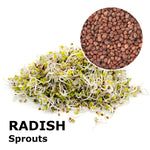 heirloom-colorful-radish-china-rose-seeds

