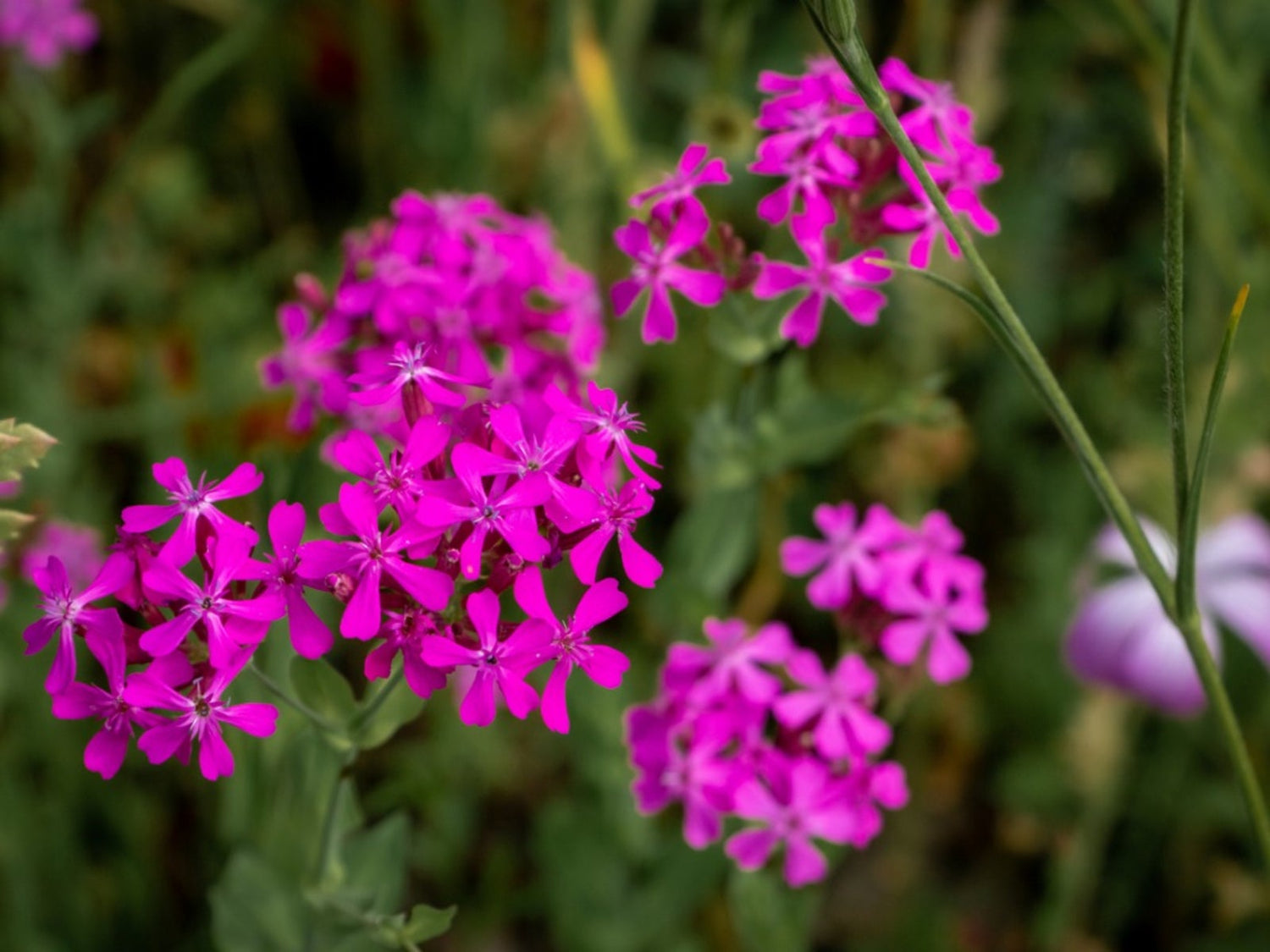 Catchfly Seeds