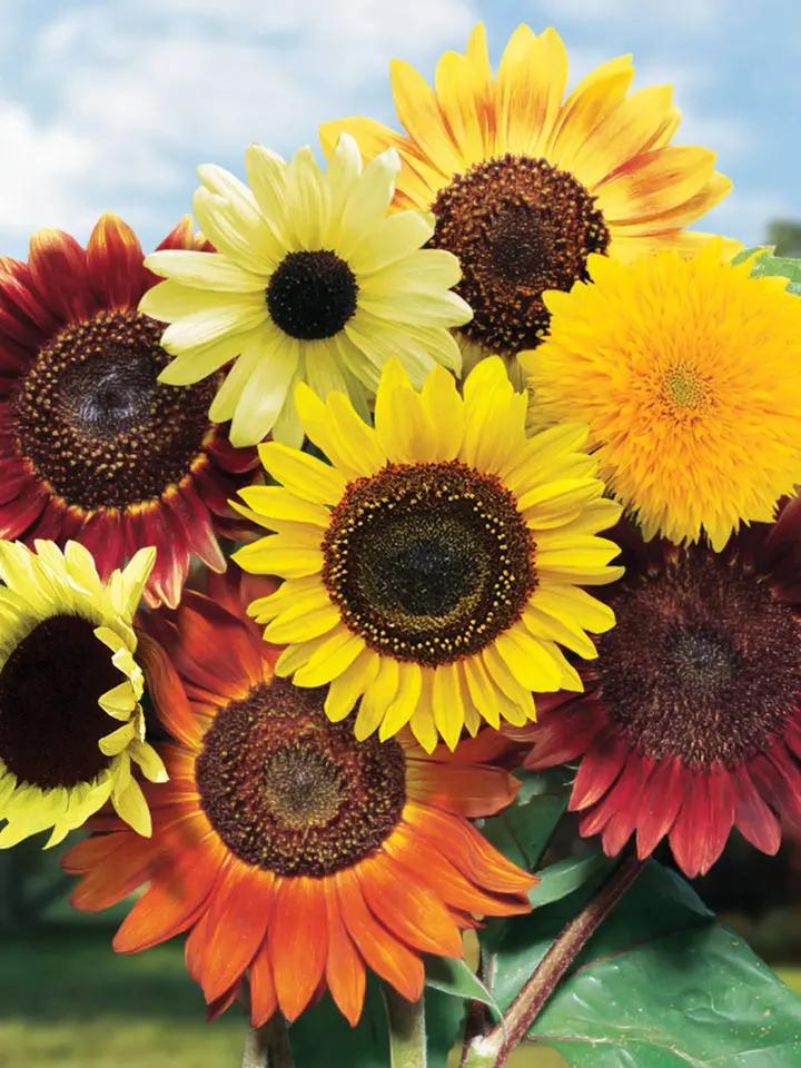 Heirloom Mixed Sunflower Seeds for Planting – Non-GMO, Colorful Flower Seeds for Vibrant Gardens Dhara Seeds