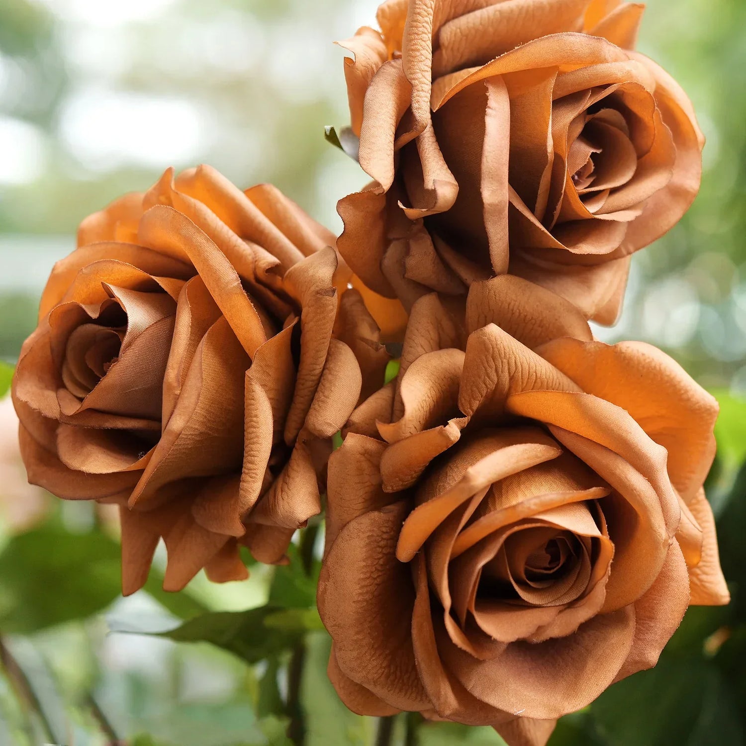 Rose Rosa Hybrida Tyrant Gold Flower Seeds for Planting – Unique Yellow Rose for Garden Borders and Floral Arrangements