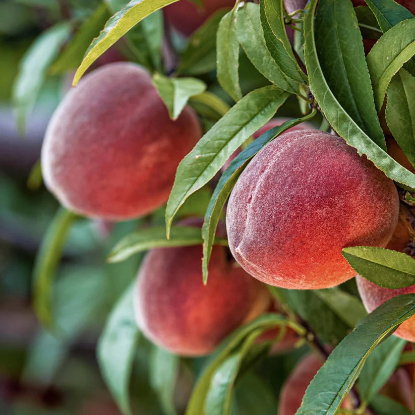 Red Haven Peach Fruit Seeds for Planting - Grow Juicy and Flavorful Peaches in Your Garden, Heirloom Seeds