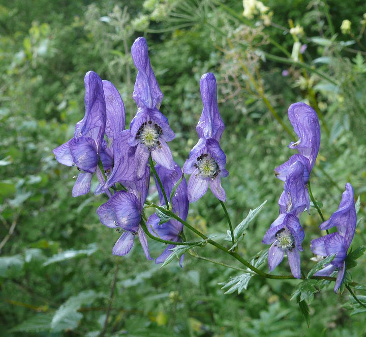 Aconitum Flower Seeds for Planting, Unique Variety, 100 pcs