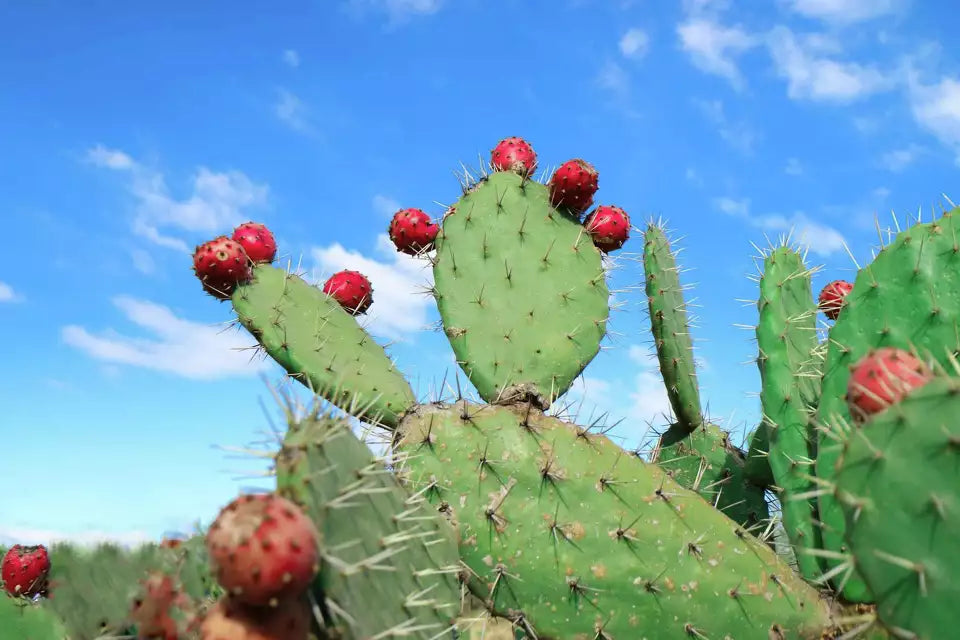 Tuna Fruit – Sweet, Prickly Pear with Vibrant Flavor