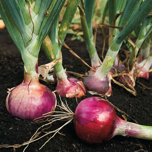 Red Candy Apple Onion Seeds High Germination Garden Seeds heirloom non-gmo seeds