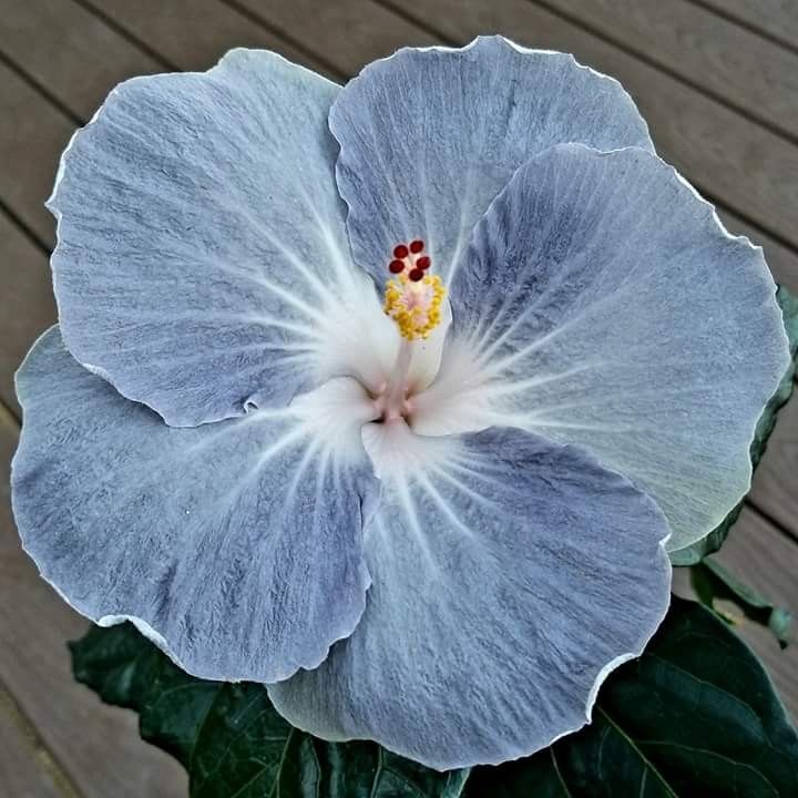 Blue Creme White Hibiscus Flower Seeds Exotic Giant Variety for Ornamental Planting