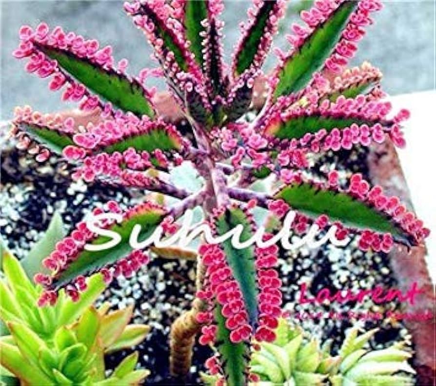 Magic Mixed Kalanchoe Longevity Flower Plant Seeds