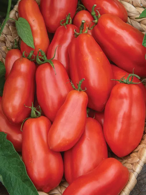 Tomato Seeds - San Marzano