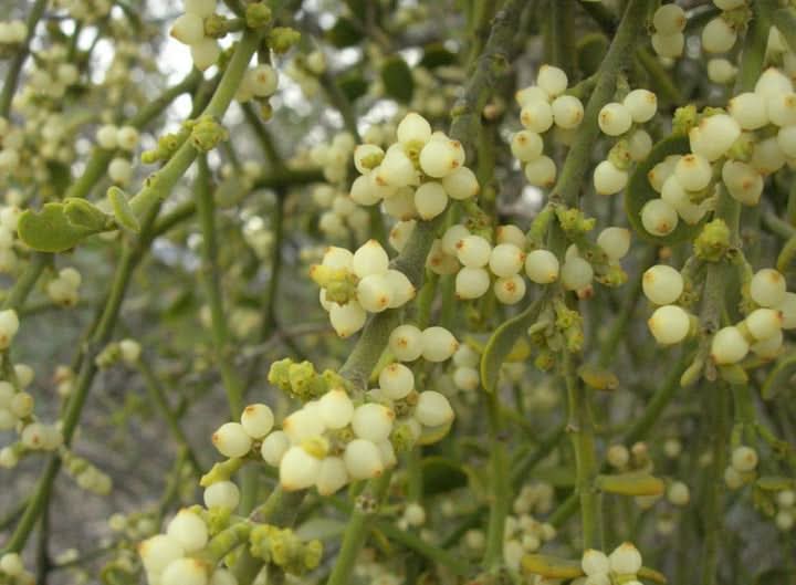 Oak Mistletoe Fruit Seeds - Ideal for Growers Looking for Unusual Plants