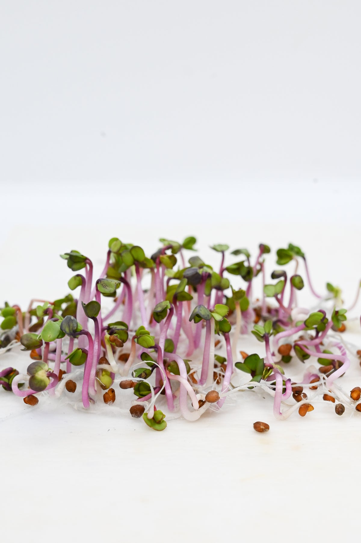  heirloom-non-gmo-china-rose-radish-seeds

