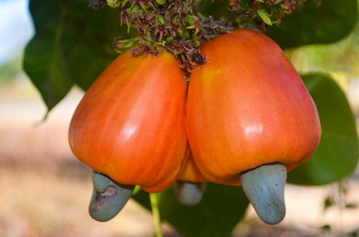 Cashew Apple Seeds (Anacardium occidentale)