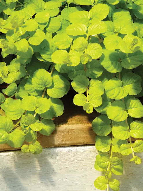 Lysimachia Creeping Jenny Seeds