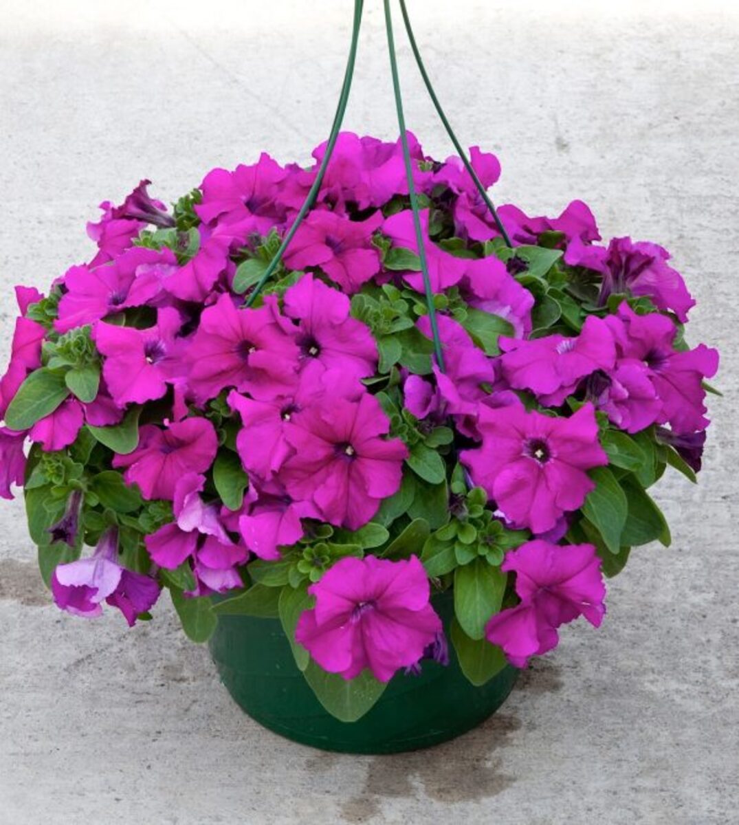 Petunia Grandiflora Prism Plum Sundae Flower Seeds