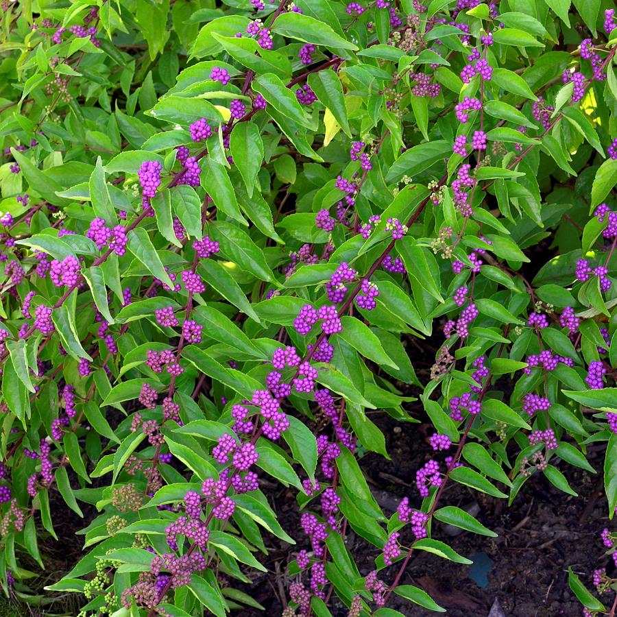 Violet Callicarpa Flower Seeds for Planting