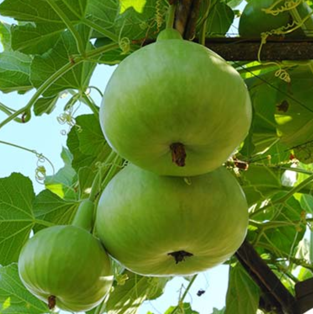 Tinda Vegetable Seeds for Planting