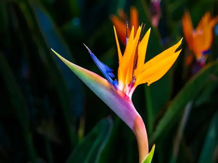 Bird of Paradise Plant Seeds for Planting, Heirloom, Non-GMO Dhara Seeds