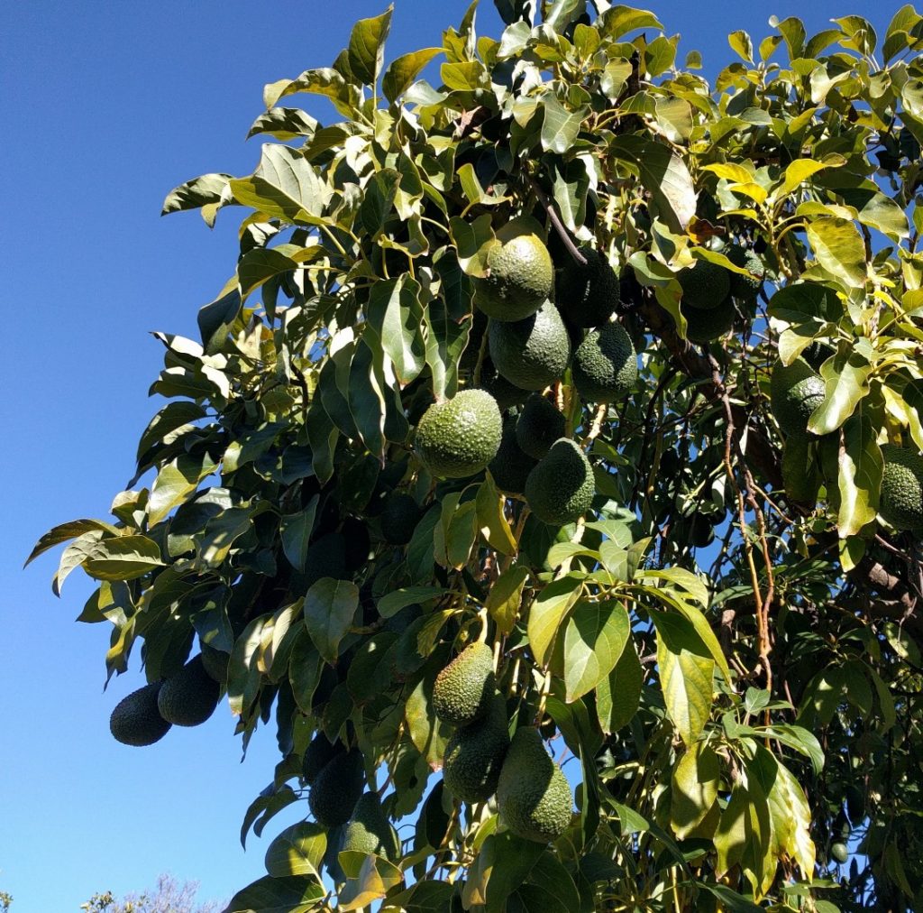 Sirpriz Avocado Fruit Seeds for Planting – Grow Avocados in Cooler Climates, Heirloom Seeds