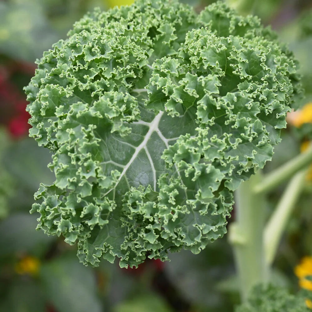 Ridge Kale Plant Seeds for Planting