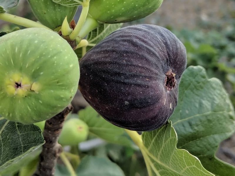 Sweet King Fig Fruit Seeds for Planting - Sweet and Nutritious Fig Trees Grow at Home, GMO Free Seeds