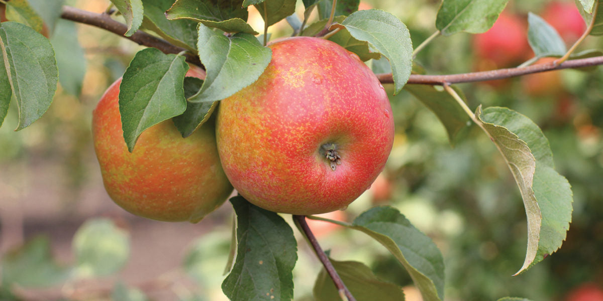 Honeycrisp Apple Tree Fruit Seeds for Planting - Grow Delicious and Crispy Apples at Home