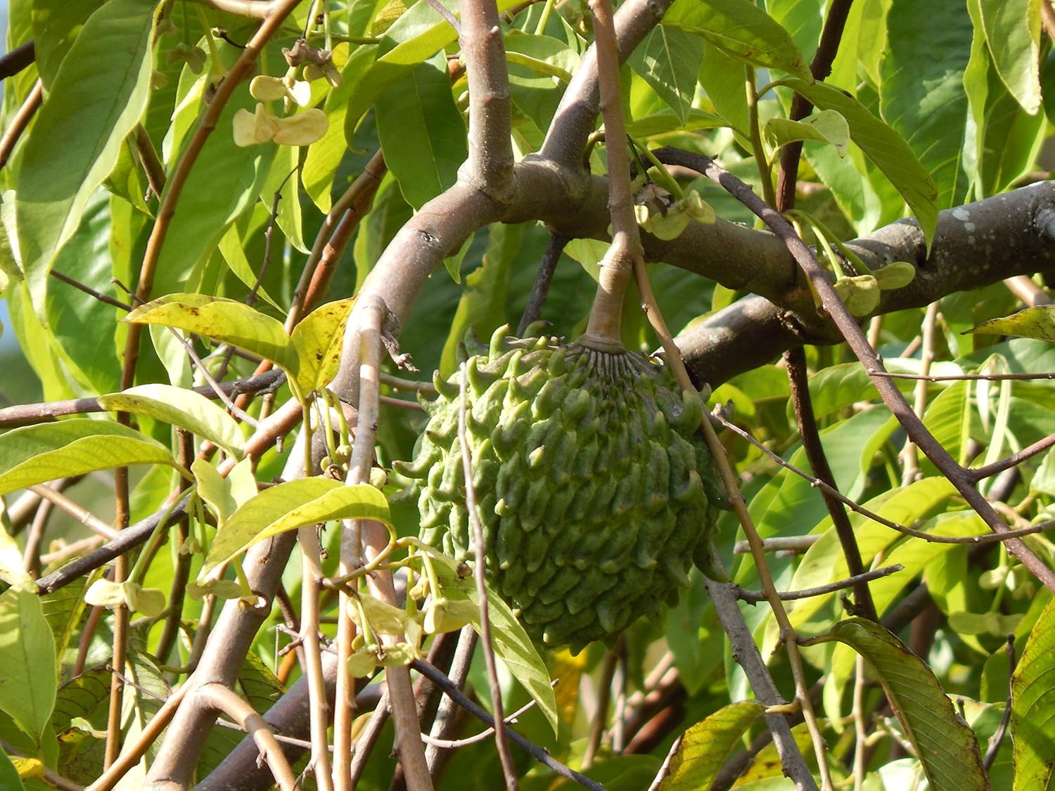 Rollinia Deliciosa Seeds for Soft and Sweet Exotic Fruits