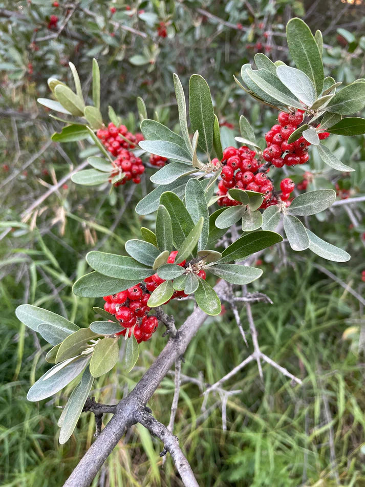 Silver Buffaloberry (Shepherdia argentea) - Red Fruit Variety Seeds for Planting - Hardy, Native Edible Plants