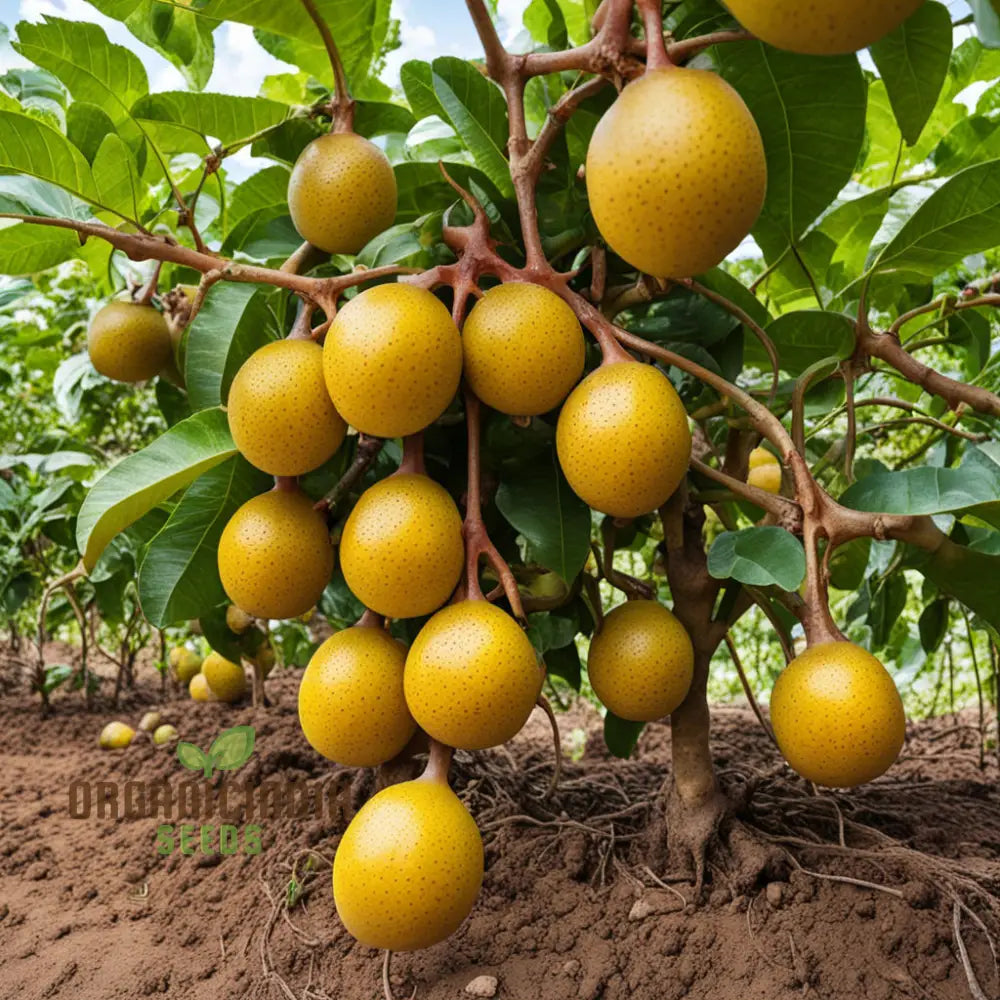 Passion Fruit Seeds for Planting- Light Orange Color Variety, Ideal for Home Garden