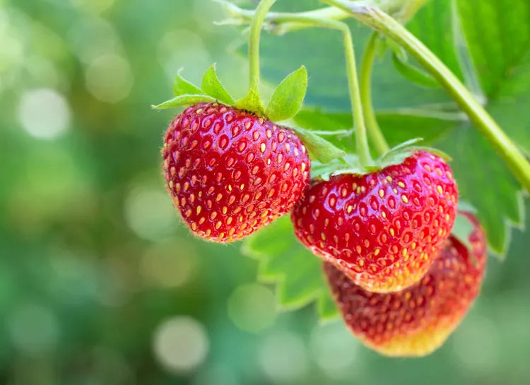 RosyPink Strawberry Fruit Seeds for Planting - Sweet and Delicious Strawberries for Your Garden