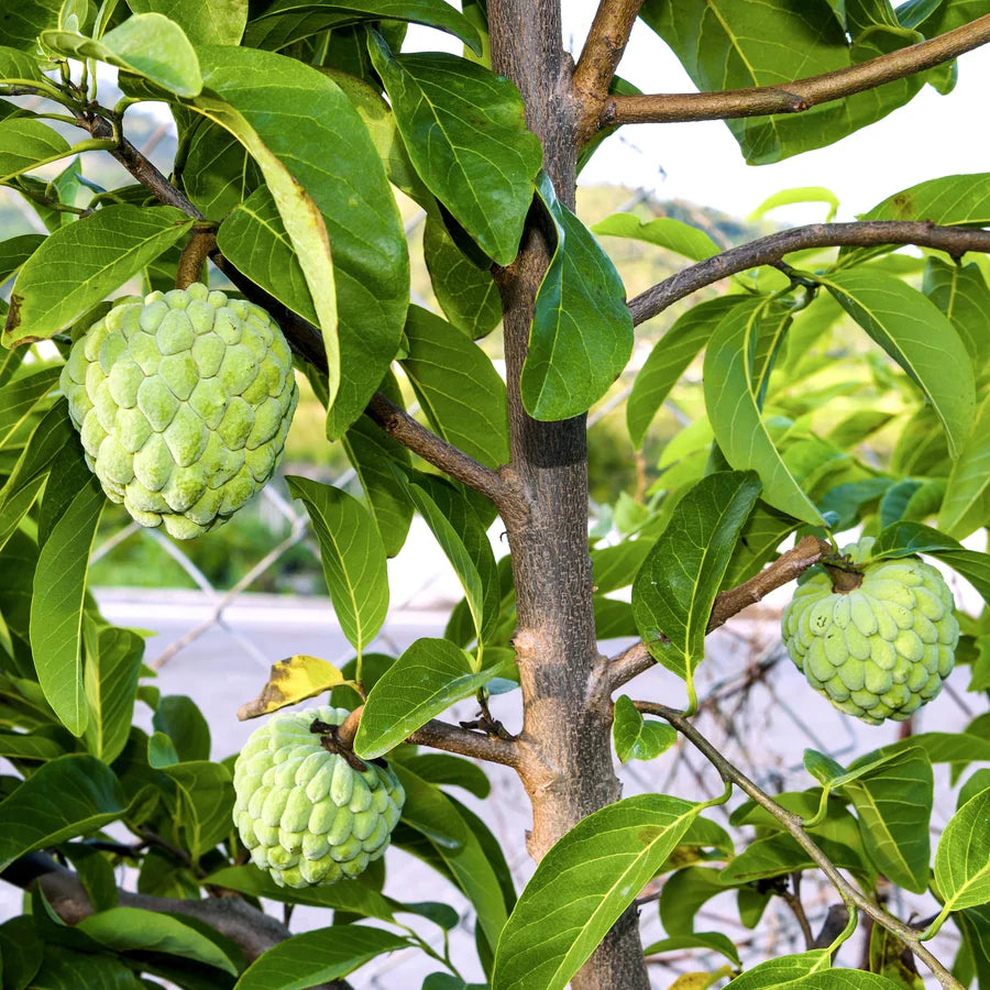 Annona Squamosa Seeds for Sweet and Nutrient-Rich Fruit Trees