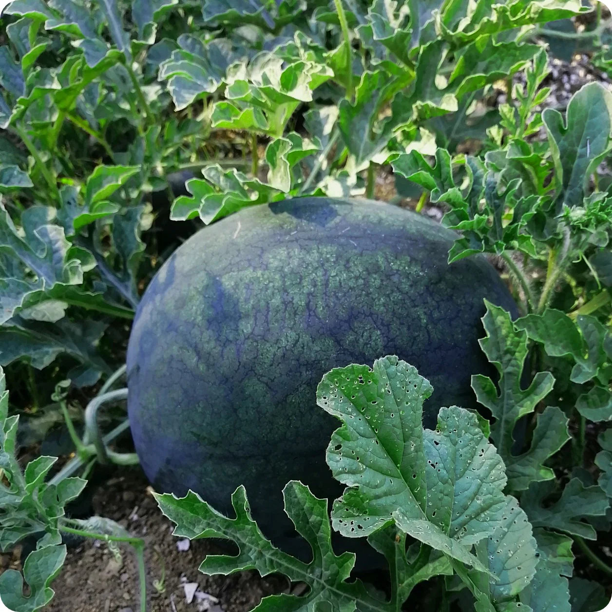 Melon Seeds for Juicy, Flavorful Fruit Harvests