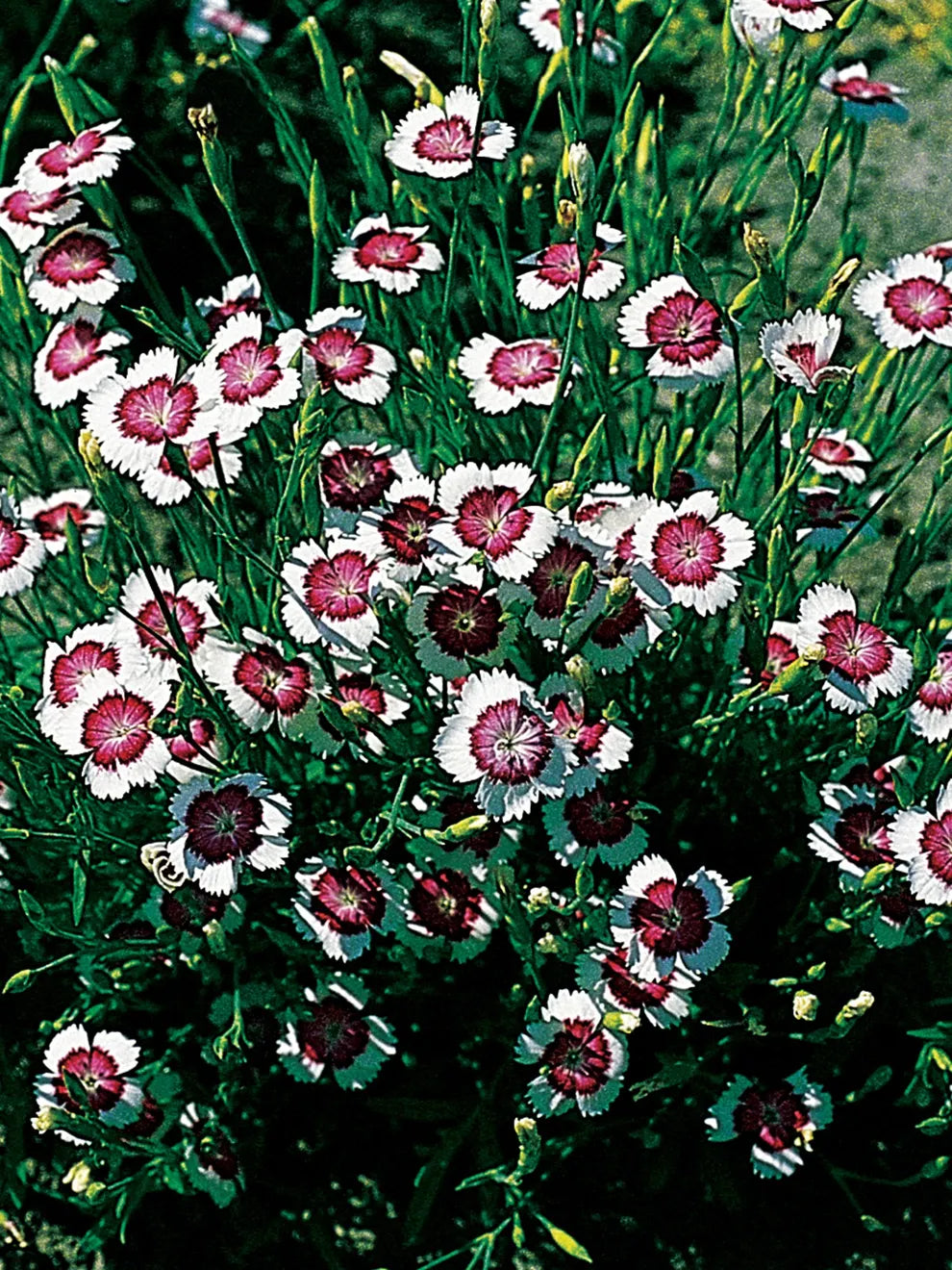 Heather Carnation ‘Arctic Fire’ Seeds – White Flower Seeds for Garden and Landscape