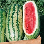 sprawling watermelon vines with striped melons in garden

