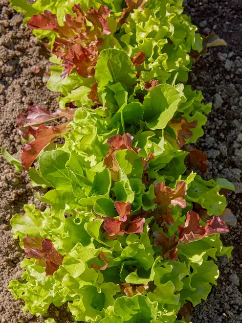 Lettuce Seeds - Gourmet Salad Blend