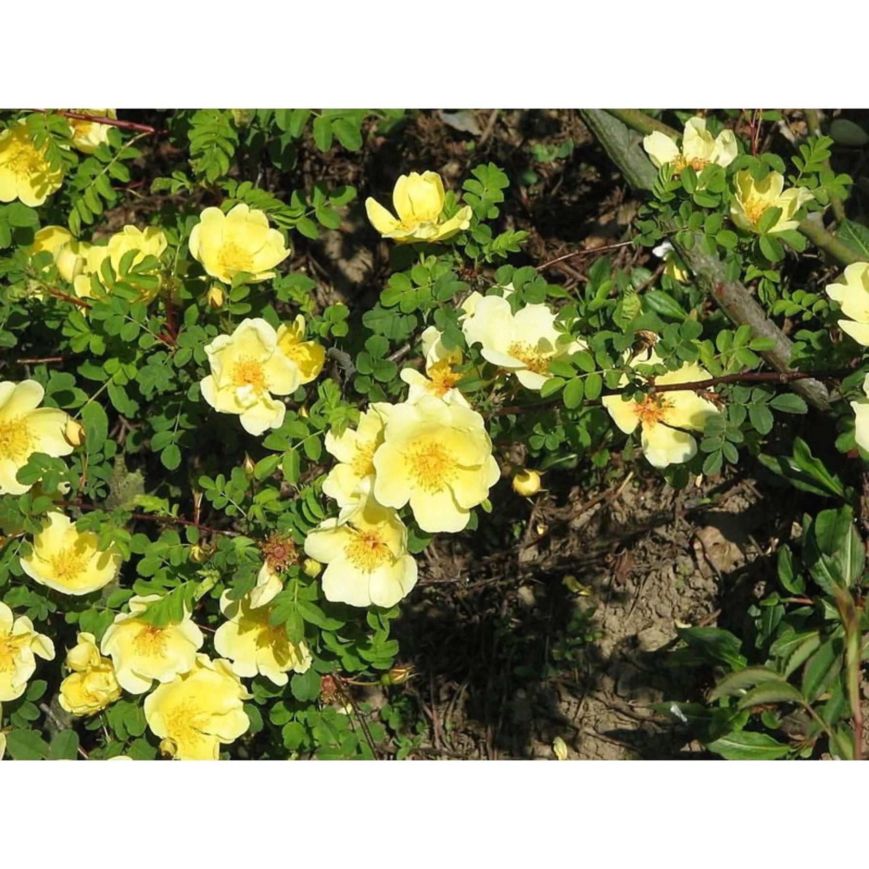 yellow rose seeds Heirloom Non-GMO Rosa Xanthina Flower Seeds for Planting – Fragrant Yellow Wild Rose Blooms