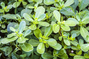 close-up of succulent Portulak leaves glistening with moisture

