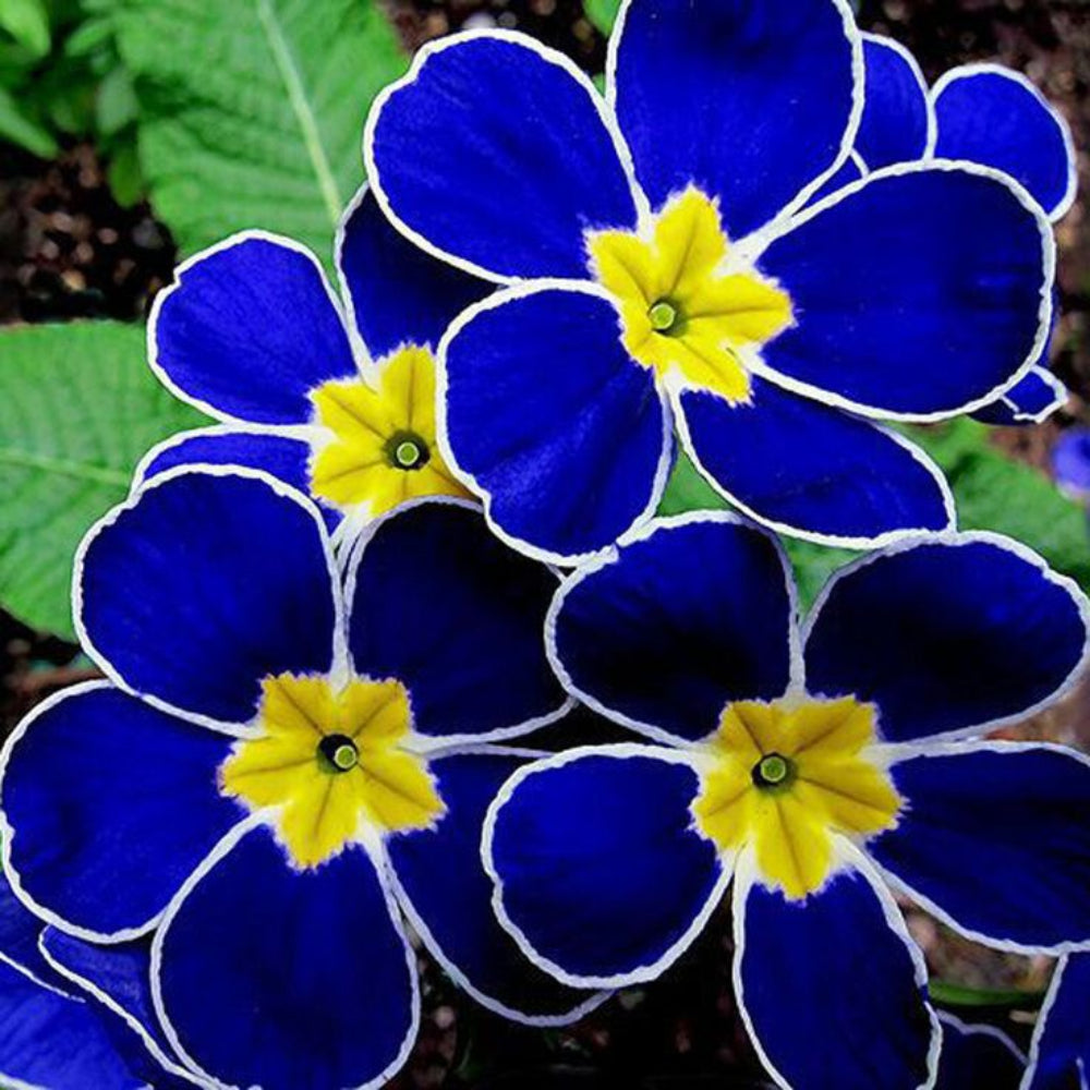 Rare Fragrant Flower Bonsai Seeds Mix – Agramsero Collection – Seeds