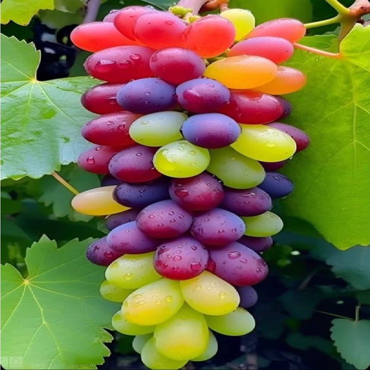 Colorful Grape Waterfall Seeds