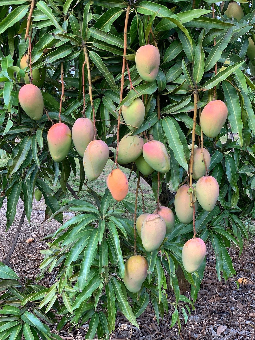 Rosigold Mango – Early Season Mango with Sweet & Aromatic Flavor