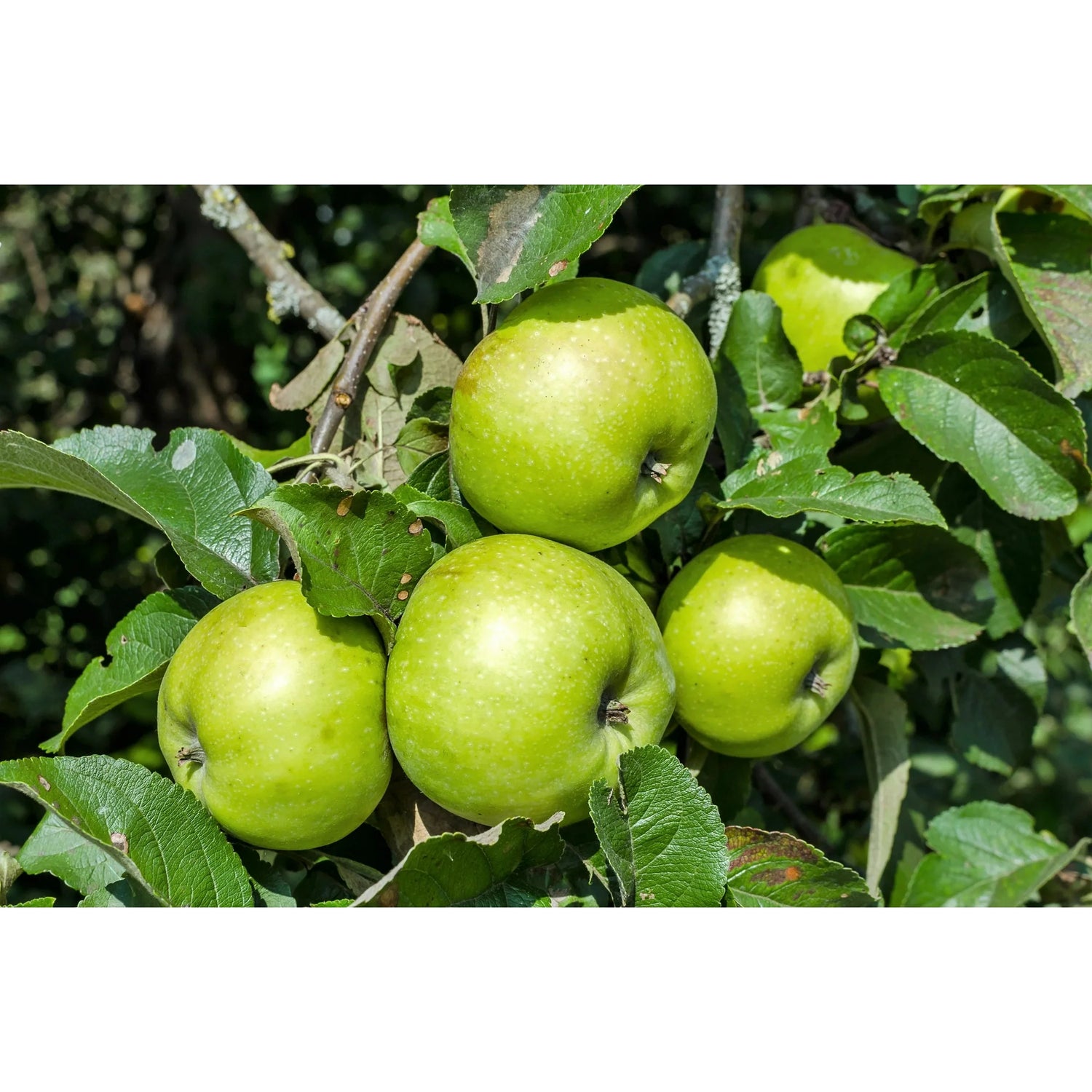 Green Apple Fruit Plant Seeds