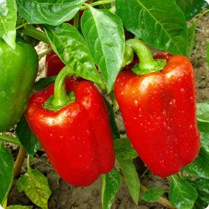 high-germination-non-gmo-rocky-mountain-penstemon-seeds

