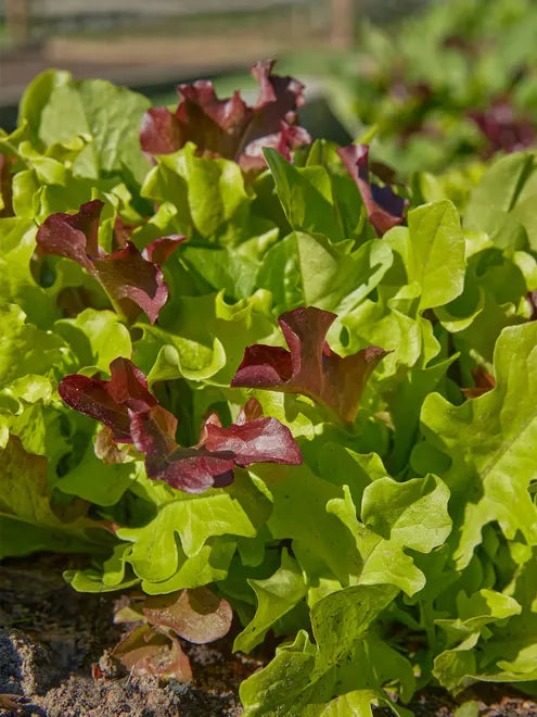 Lettuce Seeds - Gourmet Salad Blend