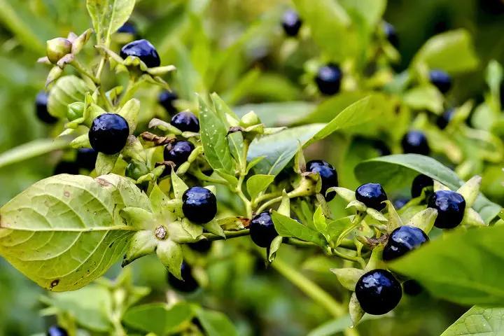 Black Belladonna Plant Seeds for Planting, NON GMO Seeds Dhara Seeds