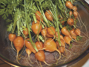 freshly harvested round carrots with green tops in basket

