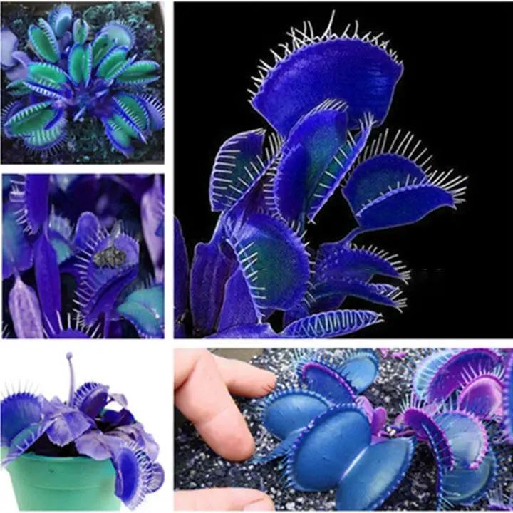 non-gmo-carnivorous-blue-green-venus-flytrap-seeds

