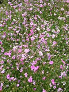 pink flowers swaying gently on tall, slender stems in breeze

