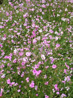 pink flowers swaying gently on tall, slender stems in breeze

