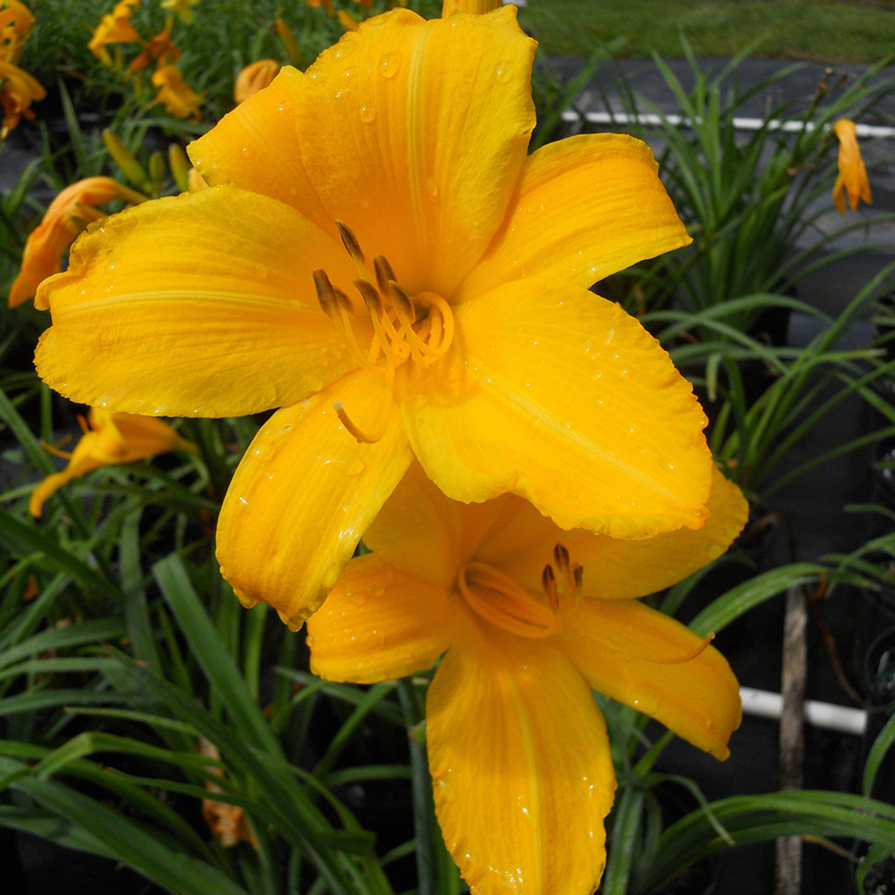 Hemerocallis Buttered Popcorn