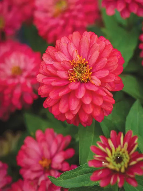 Zinnia Seeds - Double Zahara Salmon