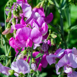 perennial-heirloom-non-gmo-lathyrus-sweet-pea-seeds

