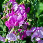 perennial-heirloom-non-gmo-lathyrus-sweet-pea-seeds


