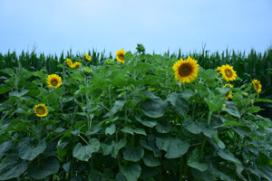 Peredovik Sunflower Seeds Black Oil Bird & Deer Attractor Genuine – Heirloom, Non-GMO, High Germination Organic Garden Seeds